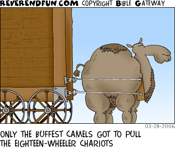 DESCRIPTION: Massively muscular camel hooked up to giant chariot CAPTION: ONLY THE BUFFEST CAMELS GOT TO PULL THE EIGHTEEN-WHEELER CHARIOTS